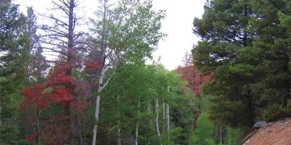 Image 4 Image 4