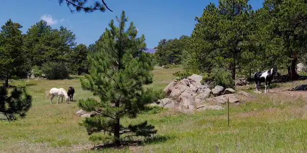 Image 4: Wrapped on three sides by neighborhood open space and pastoral pastureland this home offers a uniquely private and open setting.
