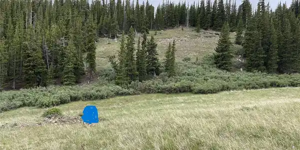 FOREST ROAD 450