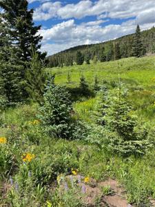 Lot 3091 Sterenson Place