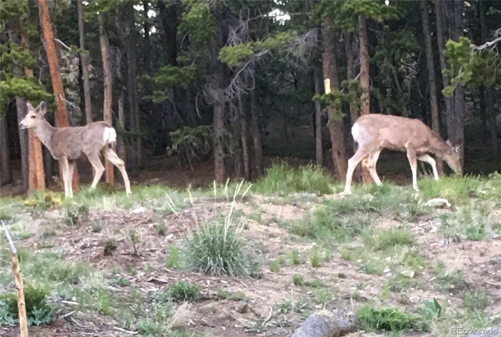 Image 2: Deer found all over the mountain browsing.