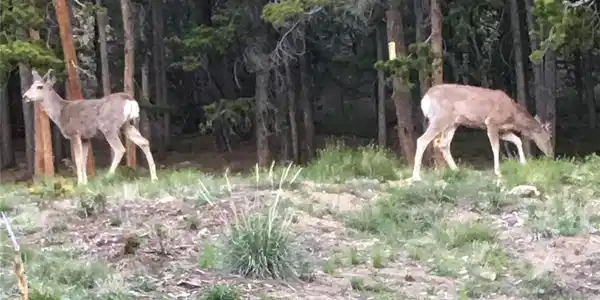 Image 2: Deer found all over the mountain browsing. Image 2: Deer found all over the mountain browsing.