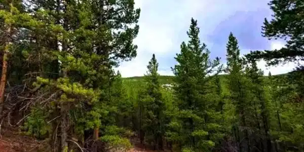 111 Forest Service Rd 752.3B
