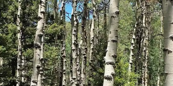 Image 2 Image 2