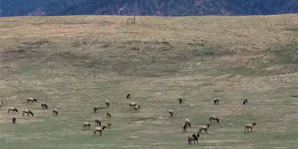 Image 4: Herds of elk visit frequently Image 4: Herds of elk visit frequently