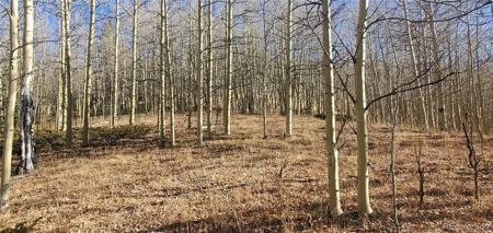 Lot's 6414 & 6415 Bronfman Road