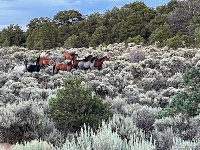 Lot 20 Bull Elk Trail