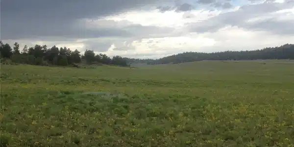 Dog Chief Trail