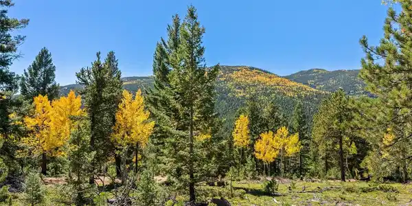30854 Forest Shadow Trail
