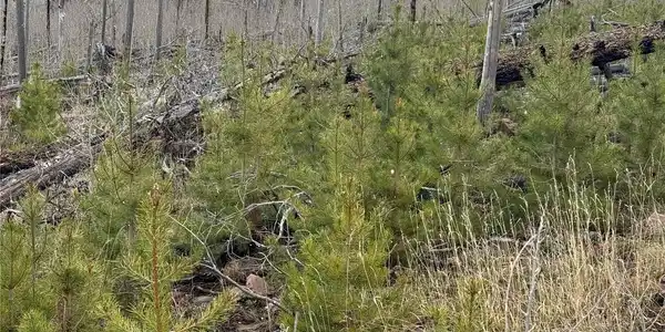 Image 3 Image 3