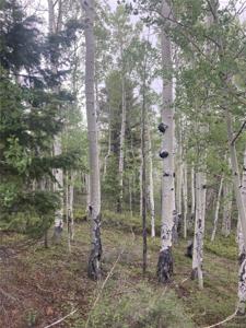 LOT 6785 Starkweather Road