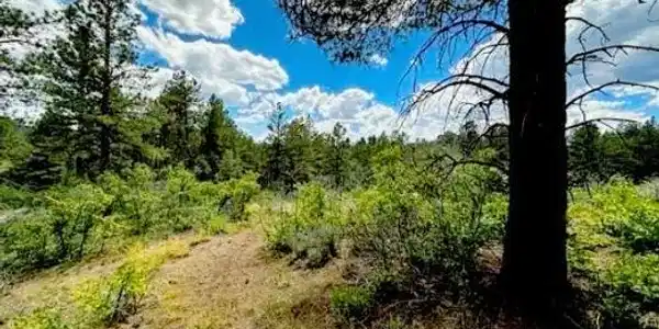 550 Deer Trail