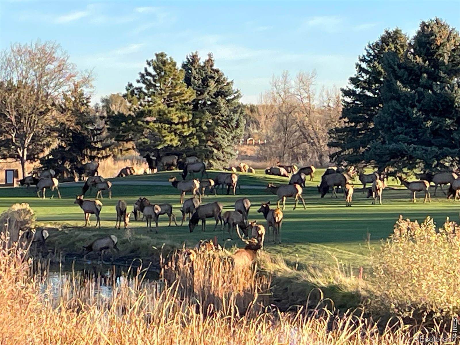 Image 2: Elk right in your backyard! Image 2: Elk right in your backyard!