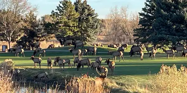 Image 2: Elk right in your backyard! Image 2: Elk right in your backyard!