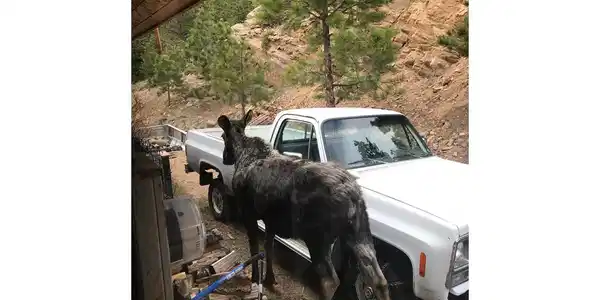 Image 3: Truck and Plow come with the house. The moose comes and goes as he pleases.