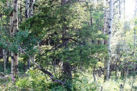 Lot 028 Sunflower Lane
