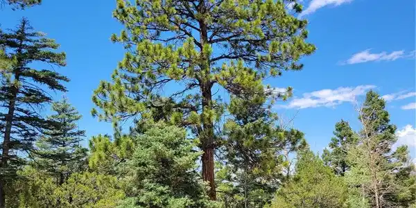 Image 4 Image 4