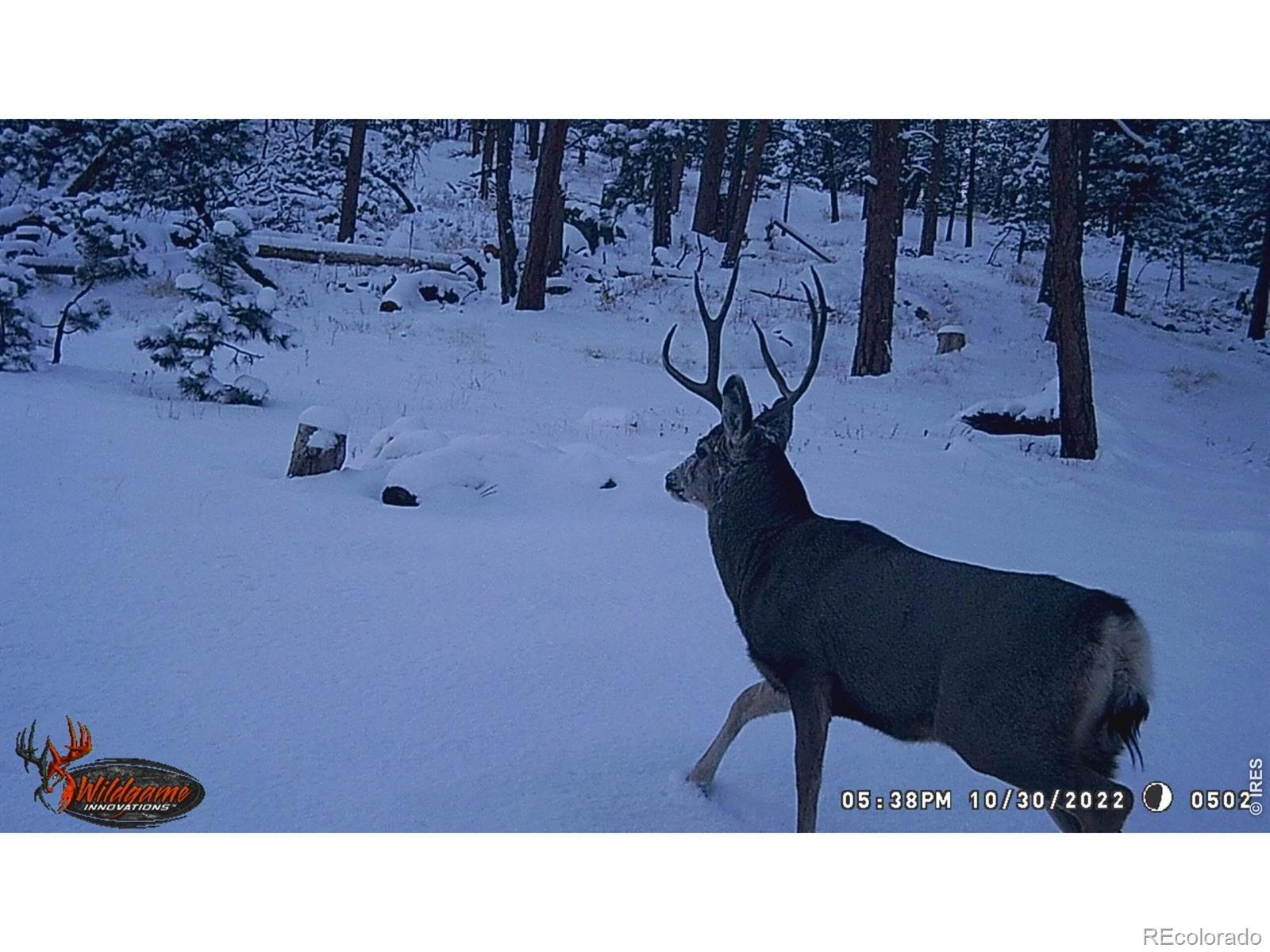 Image 2: Wildlife on trail camera