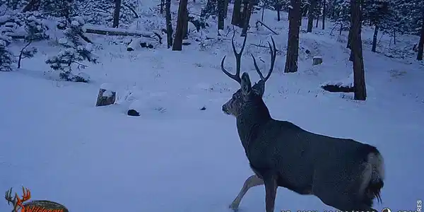 Image 2: Wildlife on trail camera