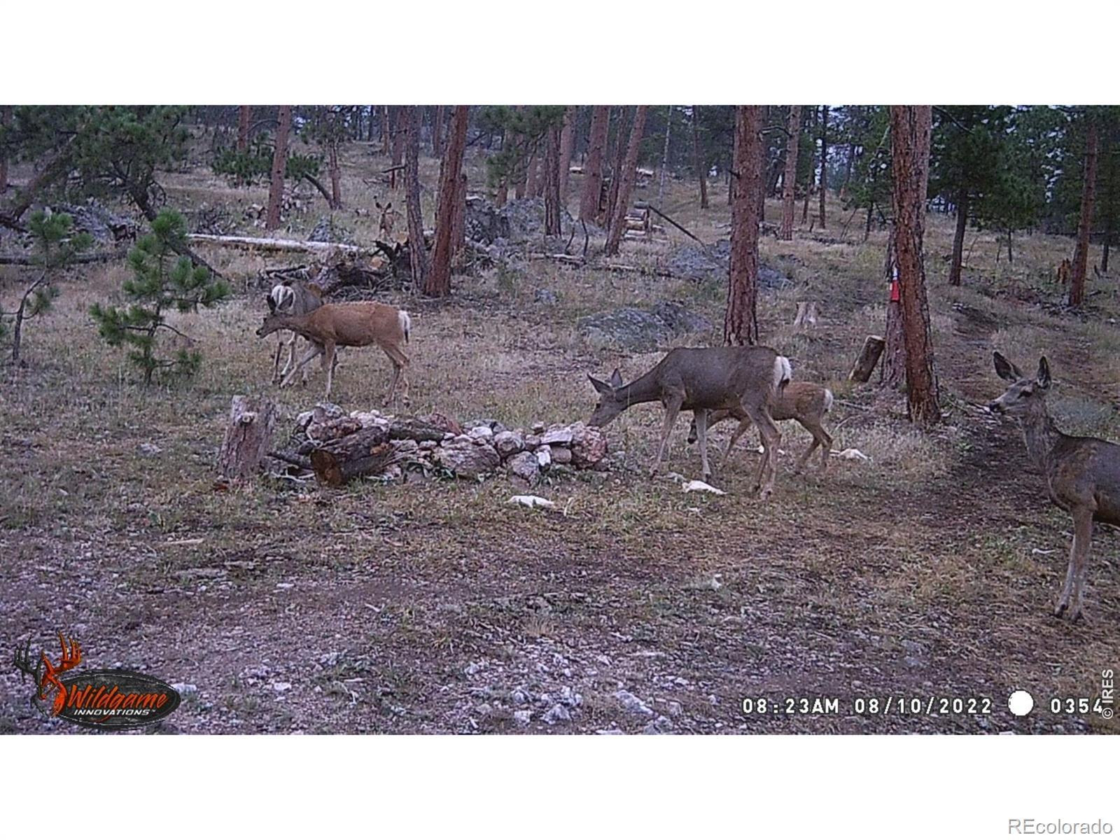 Image 3: Wildlife on trail camera