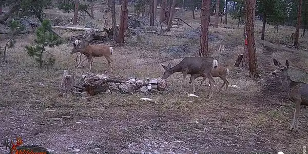 Image 3: Wildlife on trail camera