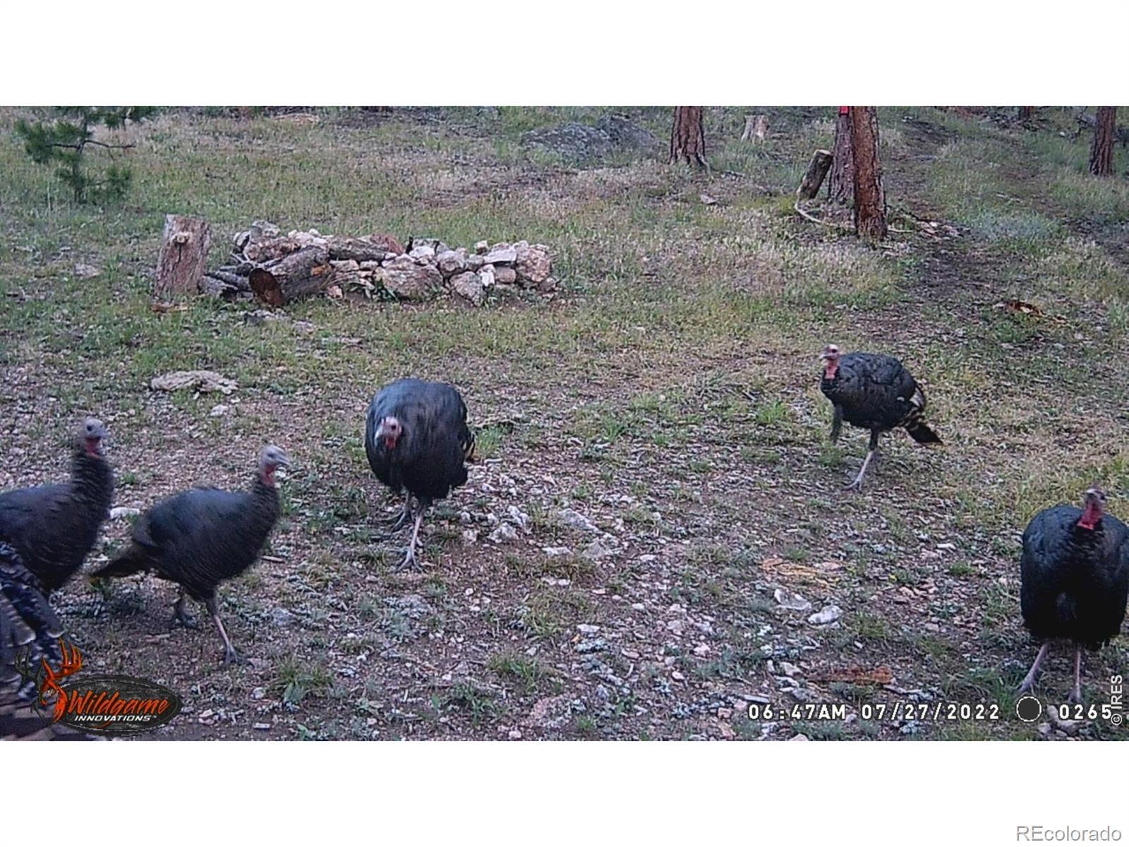 Image 4: Wildlife on trail camera