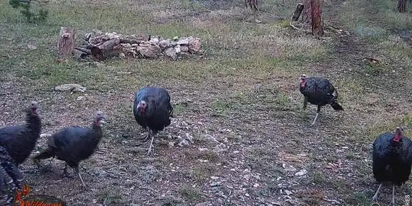 Image 4: Wildlife on trail camera