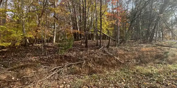 Lot #69 Stripers LN