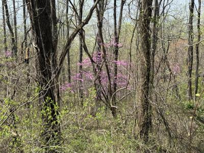 Lot #1,2 Lot 1 & 2 Murray Hollow RD