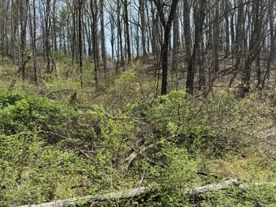 Lot #3, 4 Lot 3 & 4 Murray Hollow RD