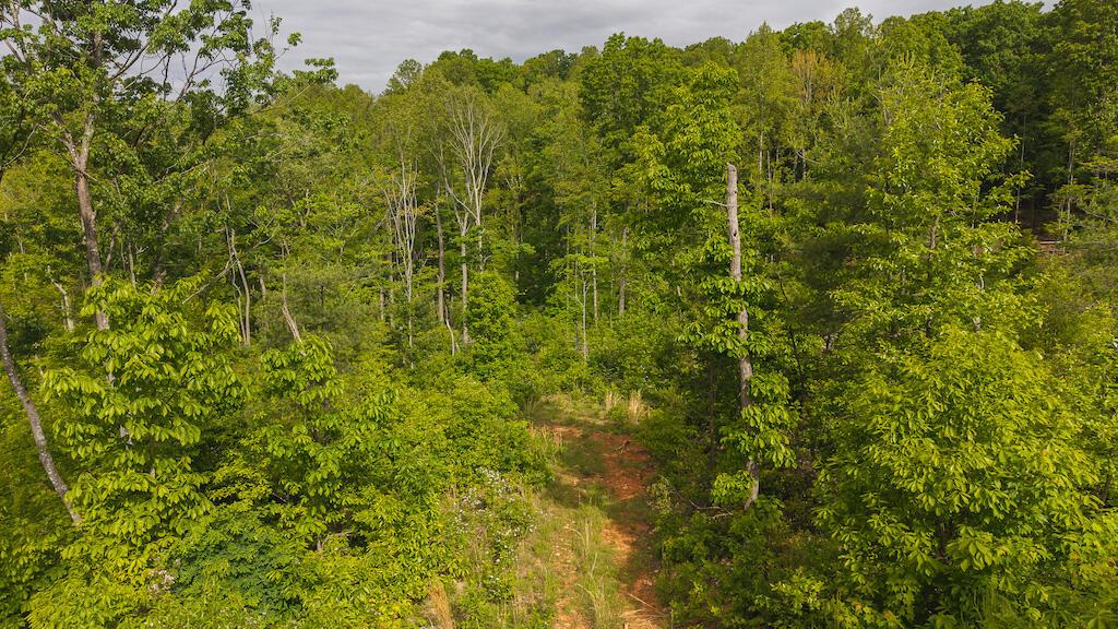 Image 2: DJI_20250508094916_0683_D