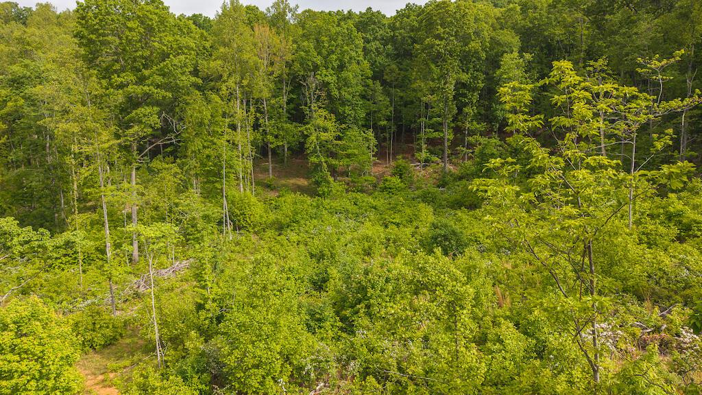 Image 3: DJI_20250508094940_0684_D