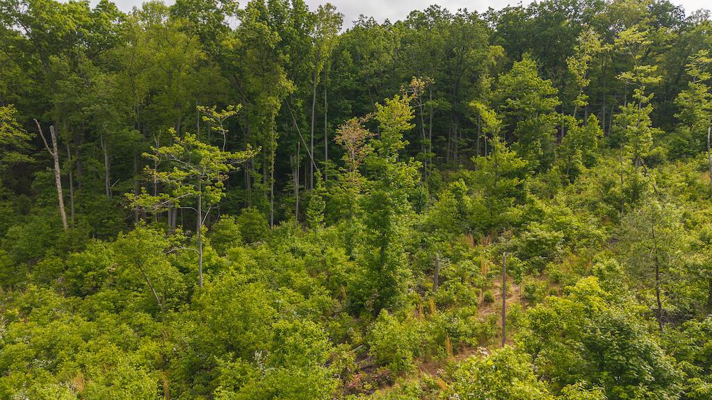Image 4: DJI_20250508095006_0686_D