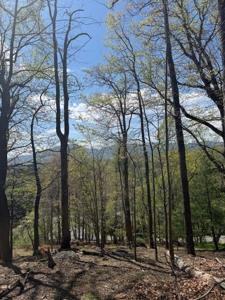 Sugar Loaf Mountain RD