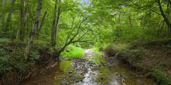 Image 3: Sunlit creek bed flows to river