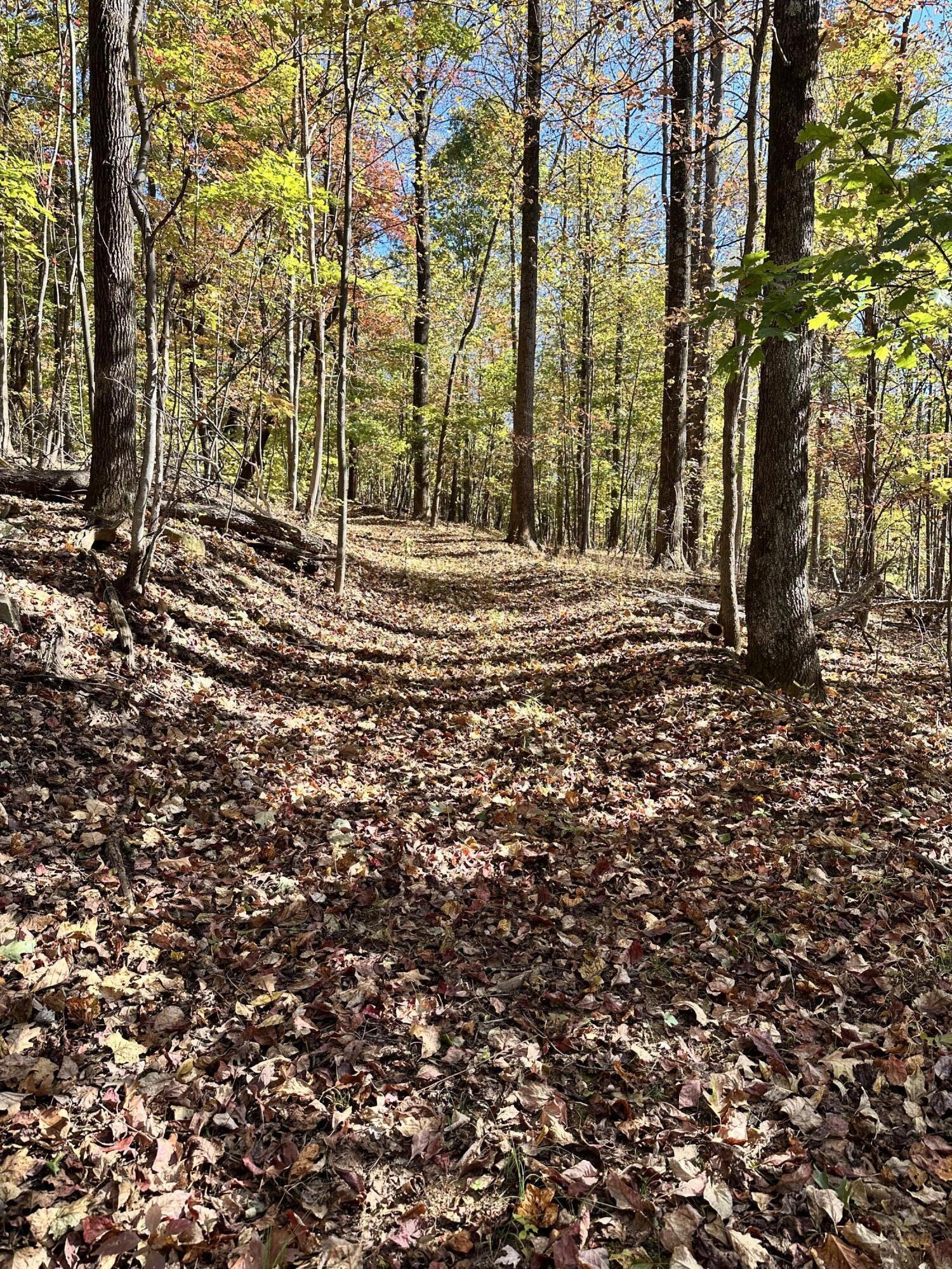 Image 3: Mark webb trail pic
