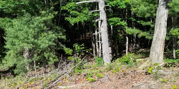 Image 2: 0 Old Forge Rd