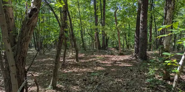 Image 4: 0 Old Forge Rd