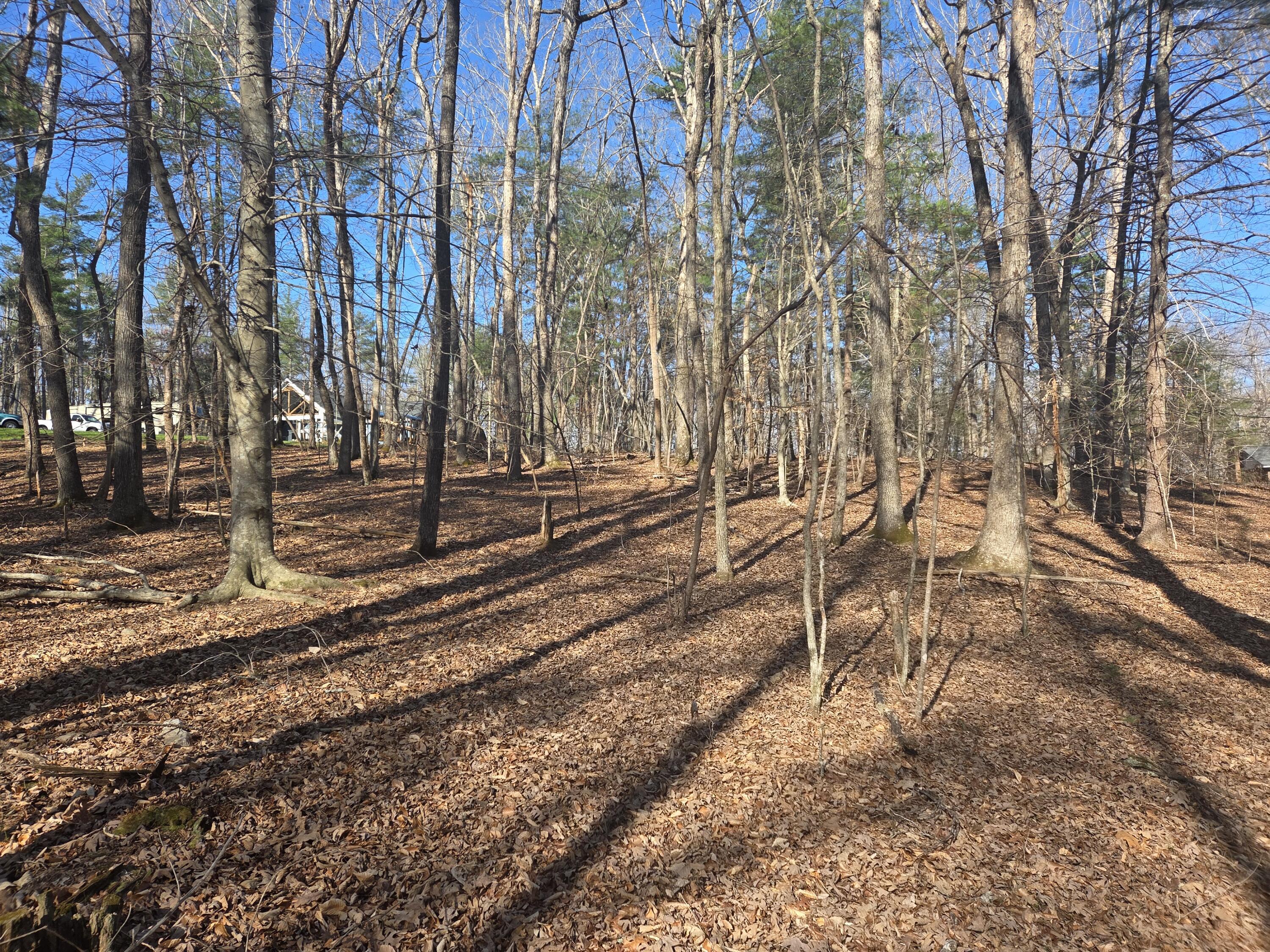 Image 1: Lot