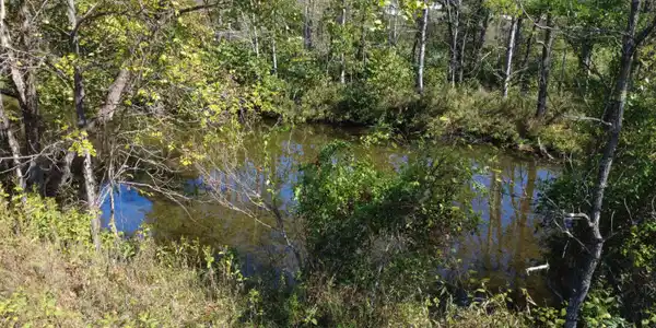 Image 4: creek