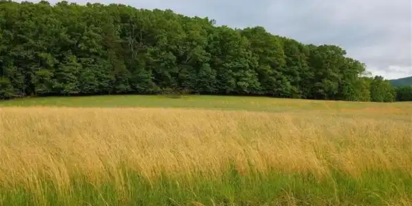 Lot 55 Cahill LN