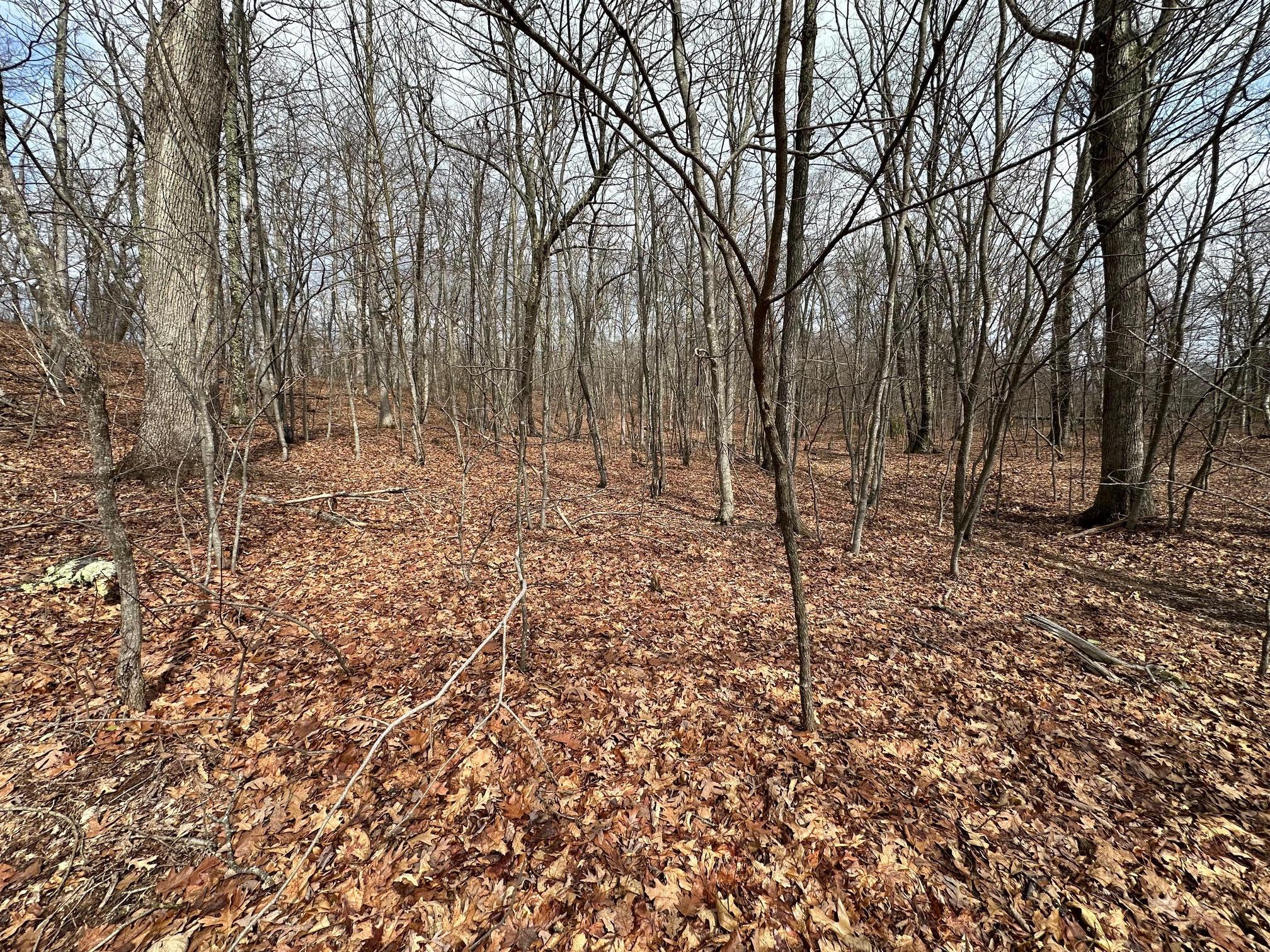 Image 2: 2-Wooded Acreage