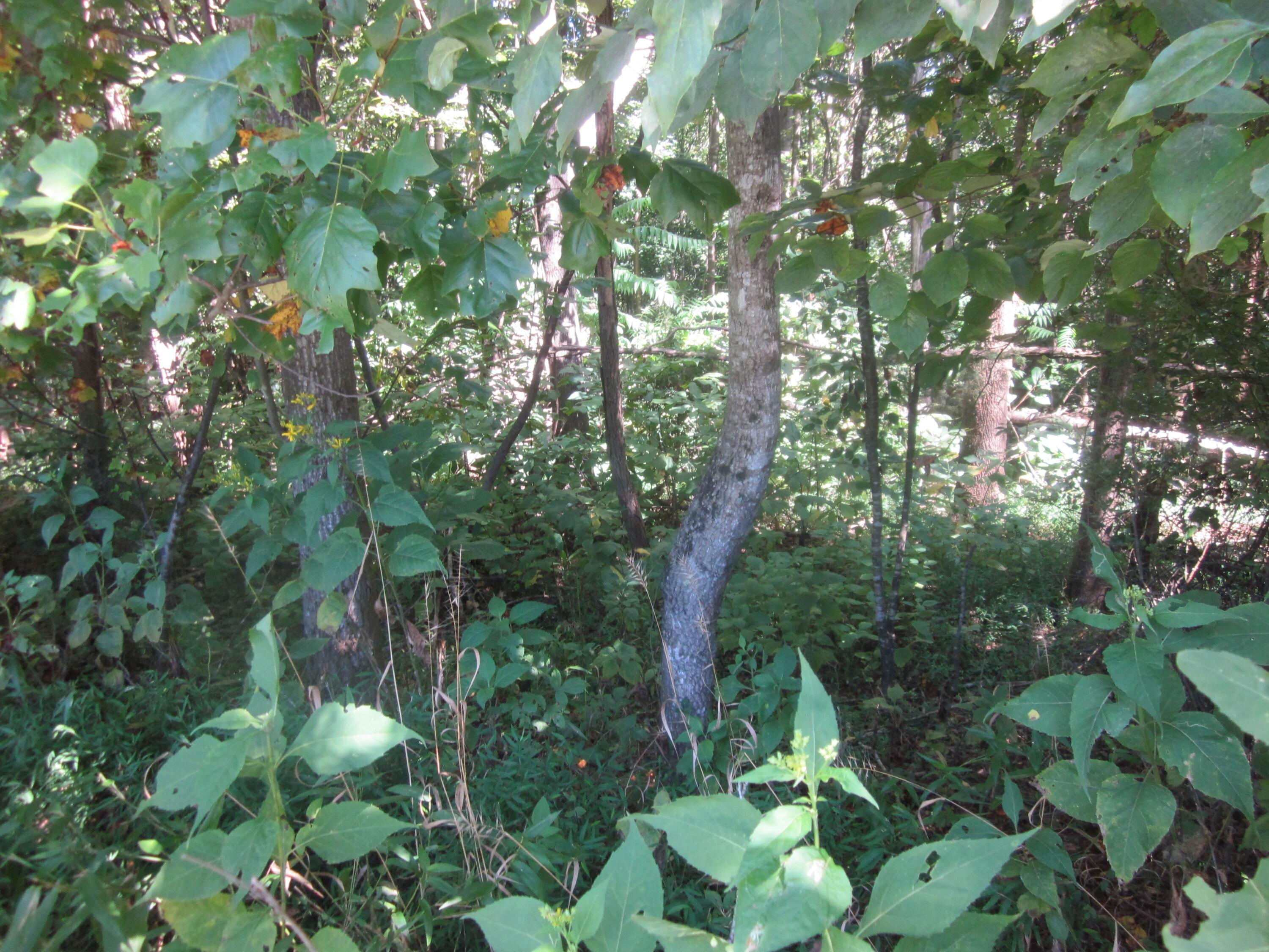 Image 4: IMG_9580