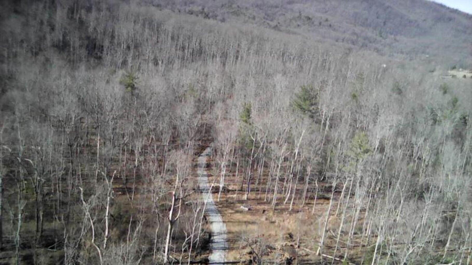 Image 3: wooded
