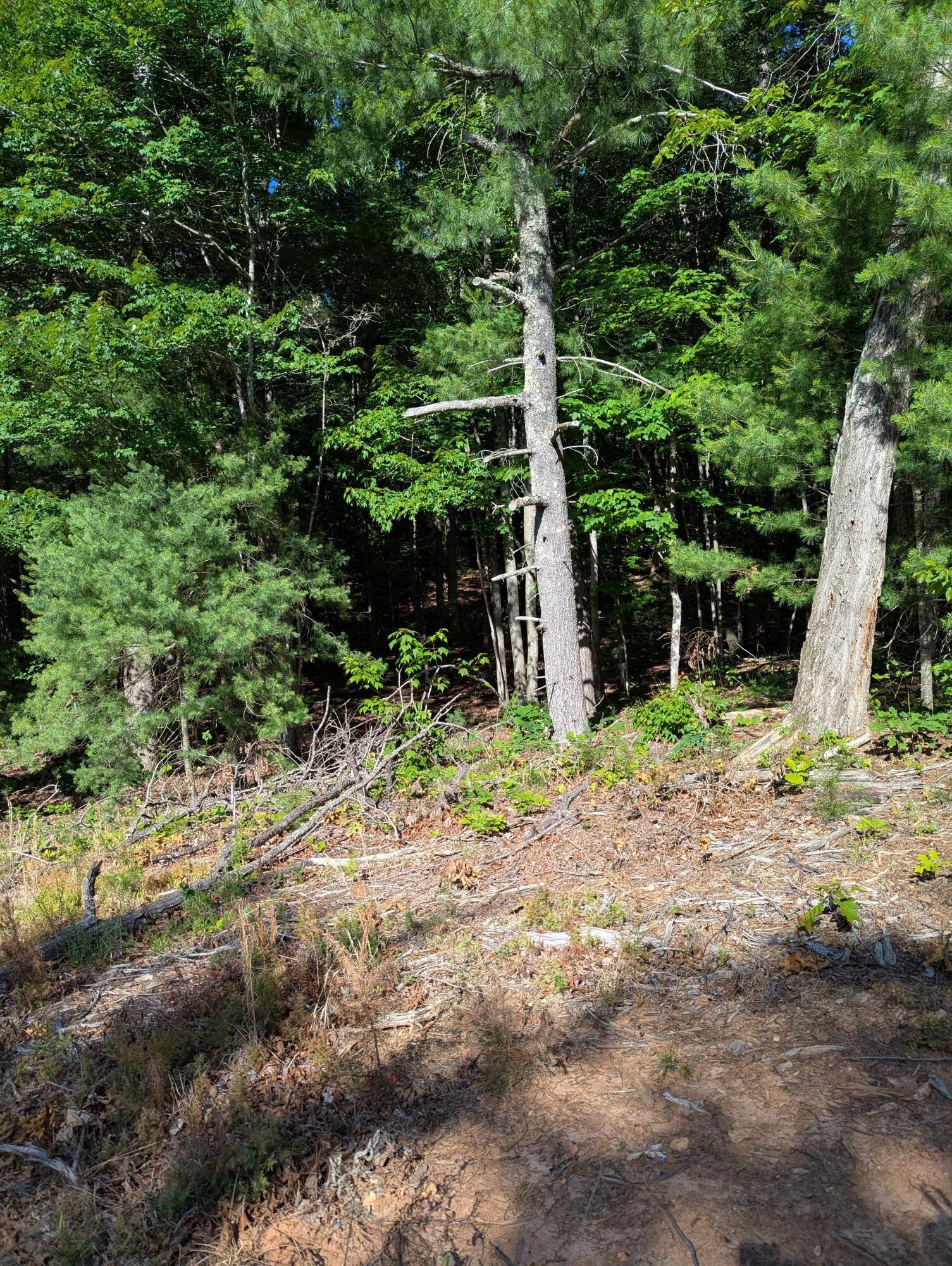 Image 2: 0 Old Forge Rd
