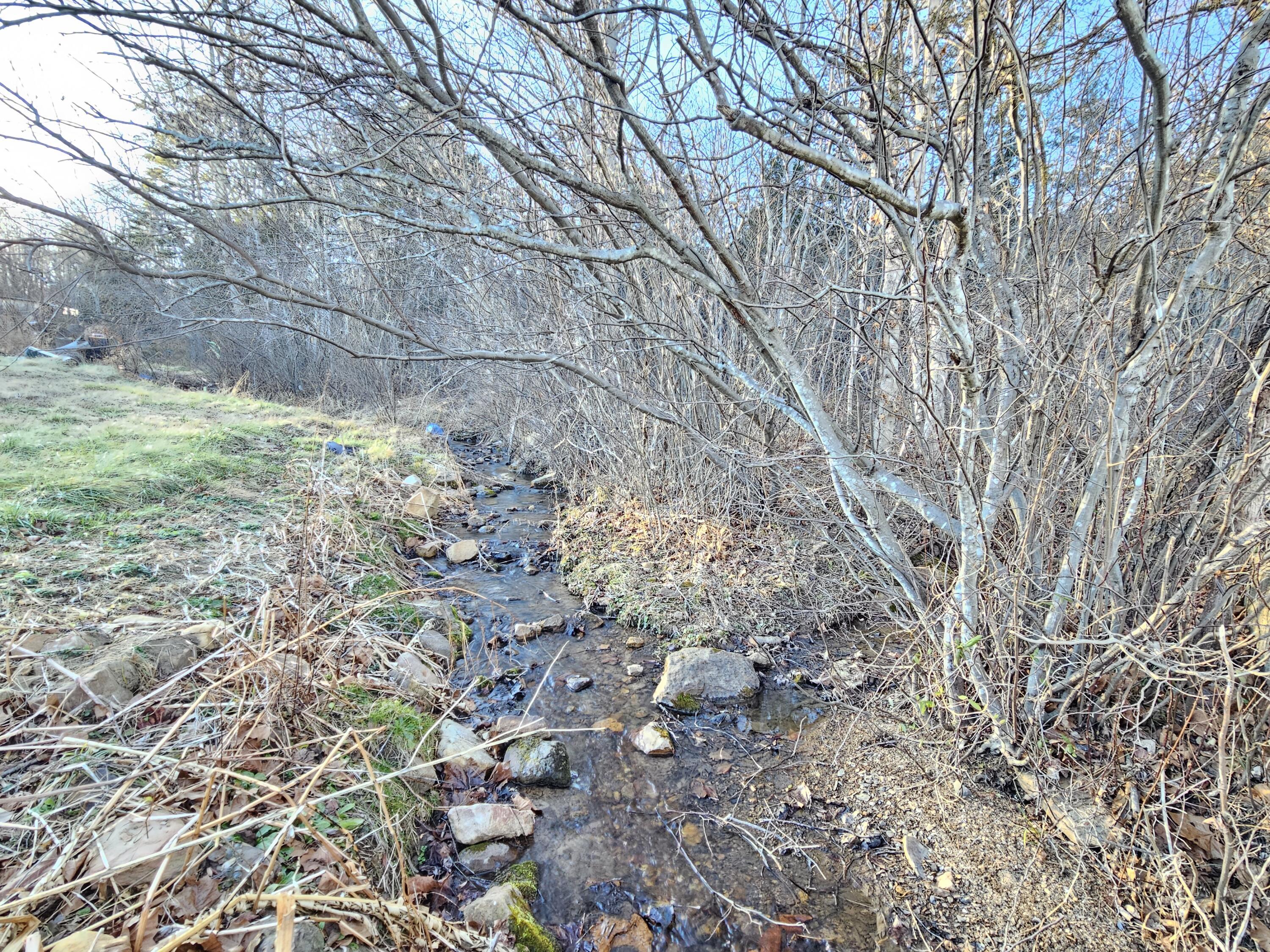 Image 2: Small branch on back of property