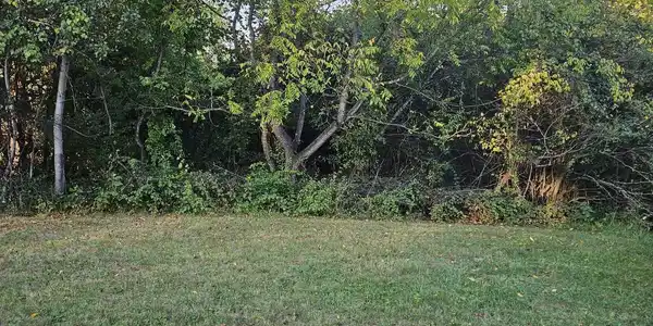 Image 3: Start of wooded area of lot