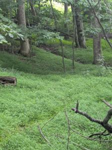 Lot 5 Elk Spur RD