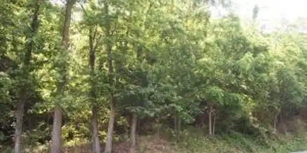 Lot #12 Sugar Loaf Mountain RD