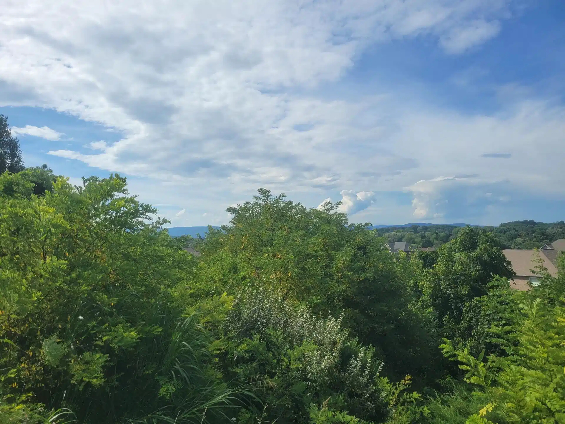 Image 1: Lot
